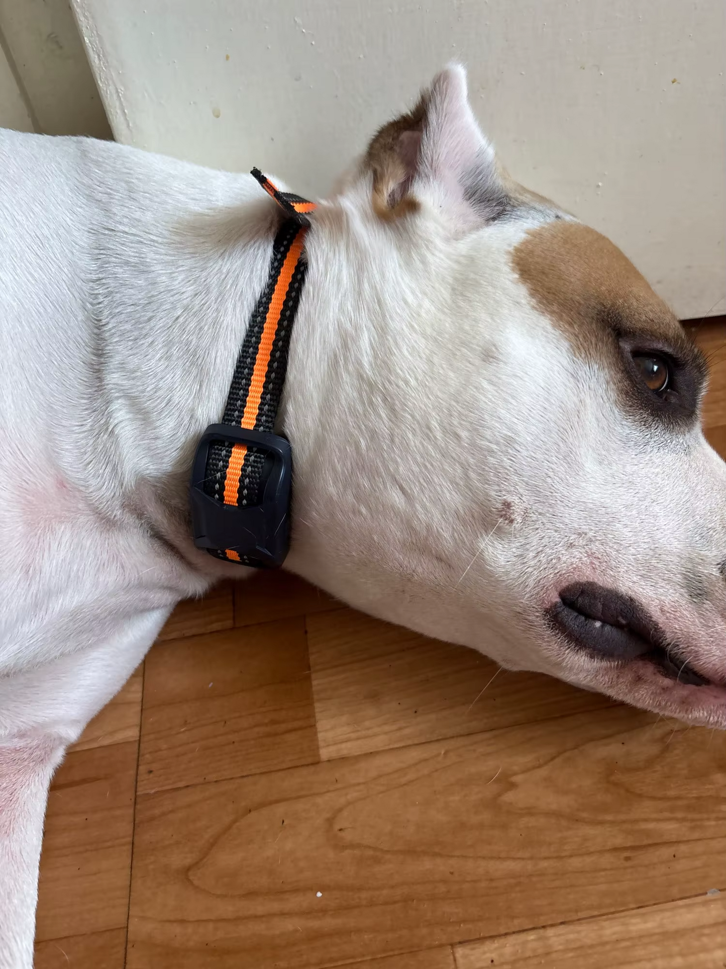 QR code address book with online profile